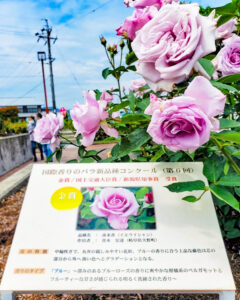 大野町バラ公園、5月夏の花、岐阜県揖斐郡大野町の観光・撮影スポットの画像と写真