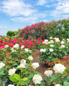 大野町バラ公園、5月夏の花、岐阜県揖斐郡大野町の観光・撮影スポットの画像と写真