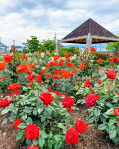 大野町バラ公園、5月夏の花、岐阜県揖斐郡大野町の観光・撮影スポットの画像と写真