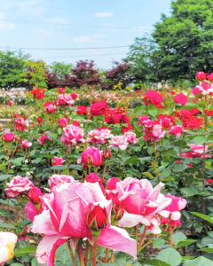 大野町バラ公園、5月夏の花、岐阜県揖斐郡大野町の観光・撮影スポットの画像と写真