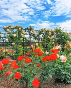 大野町バラ公園、5月夏の花、岐阜県揖斐郡大野町の観光・撮影スポットの画像と写真