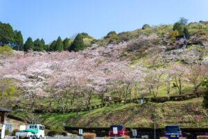蘭丸のふるさと、桜、4月春の花、岐阜県可児市の観光・撮影スポットの名所