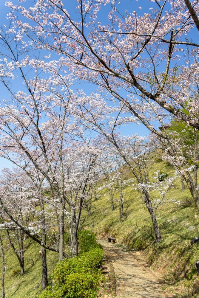 蘭丸のふるさと、桜、4月春の花、岐阜県可児市の観光・撮影スポットの名所