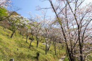 蘭丸のふるさと、桜、4月春の花、岐阜県可児市の観光・撮影スポットの名所