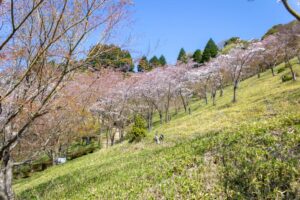 蘭丸のふるさと、桜、4月春の花、岐阜県可児市の観光・撮影スポットの名所