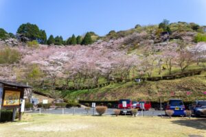 蘭丸のふるさと、桜、4月春の花、岐阜県可児市の観光・撮影スポットの名所