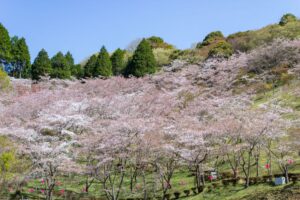 蘭丸のふるさと、桜、4月春の花、岐阜県可児市の観光・撮影スポットの名所