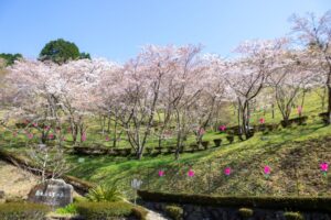 蘭丸のふるさと、桜、4月春の花、岐阜県可児市の観光・撮影スポットの名所