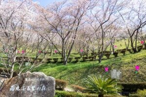 蘭丸のふるさと、桜、4月春の花、岐阜県可児市の観光・撮影スポットの名所