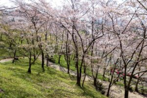 蘭丸のふるさと、桜、4月春の花、岐阜県可児市の観光・撮影スポットの名所