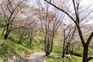 蘭丸のふるさと、桜、4月春の花、岐阜県可児市の観光・撮影スポットの名所