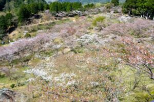 蘭丸のふるさと、桜、4月春の花、岐阜県可児市の観光・撮影スポットの名所
