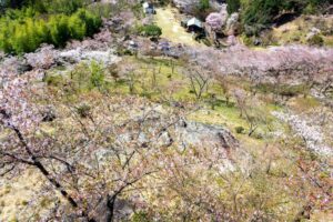 蘭丸のふるさと、桜、4月春の花、岐阜県可児市の観光・撮影スポットの名所