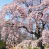 桜ネックレス、しだれ桜、3月の春の花、愛知県稲沢市の観光・撮影スポットの名所