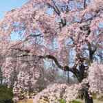 桜ネックレス、しだれ桜、3月の春の花、愛知県稲沢市の観光・撮影スポットの名所