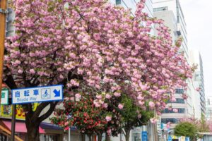桜通り、八重桜、４月の春の花、名古屋市中区の観光・撮影スポットの名所