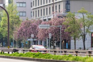 桜通り、八重桜、４月の春の花、名古屋市中区の観光・撮影スポットの名所