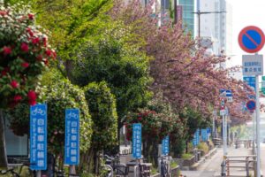 桜通り、八重桜、４月の春の花、名古屋市中区の観光・撮影スポットの名所