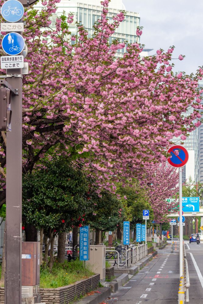 桜通り、八重桜、４月の春の花、名古屋市中区の観光・撮影スポットの名所