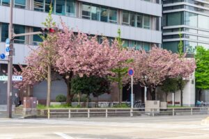 桜通り、八重桜、４月の春の花、名古屋市中区の観光・撮影スポットの名所