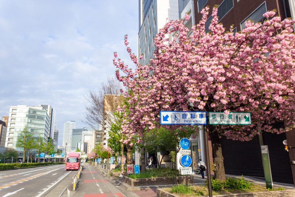 桜通り、八重桜、４月の春の花、名古屋市中区の観光・撮影スポットの名所