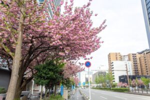 桜通り、八重桜、４月の春の花、名古屋市中区の観光・撮影スポットの名所