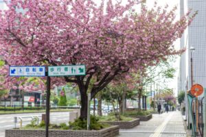 桜通り、八重桜、４月の春の花、名古屋市中区の観光・撮影スポットの名所