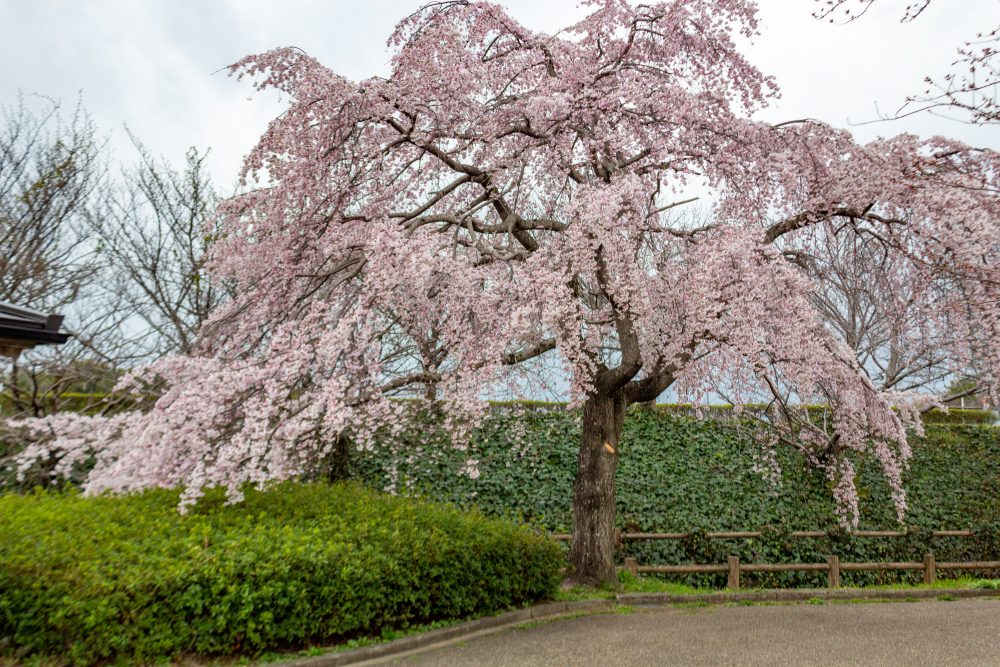 桜ネックレス、しだれ桜、3月の春の花、愛知県稲沢市の観光・撮影スポットの名所