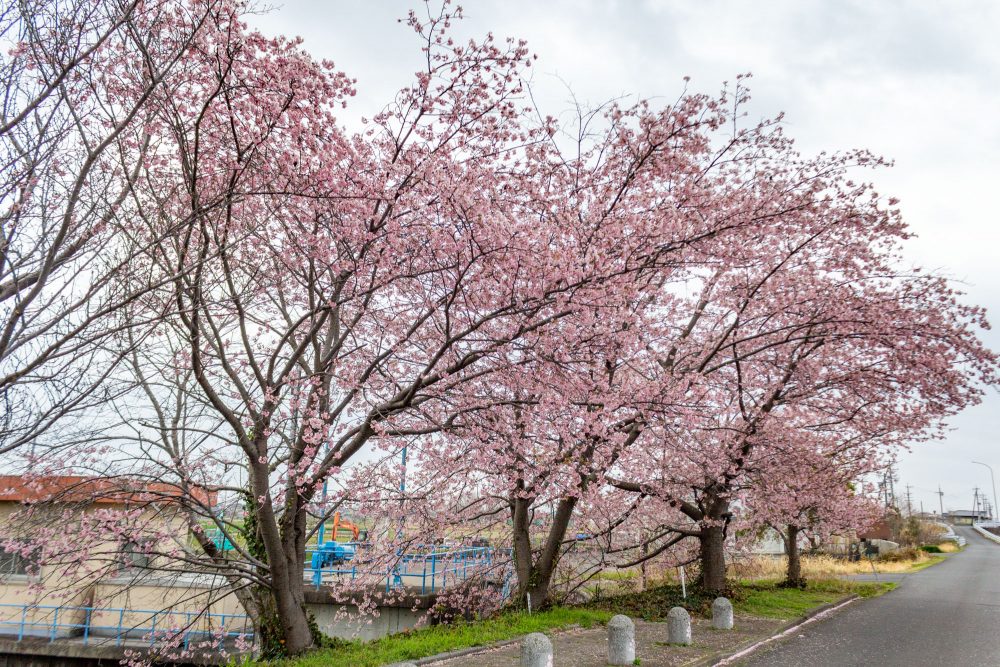 桜ネックレス、河津桜、3月の春の花、愛知県稲沢市の観光・撮影スポットの名所