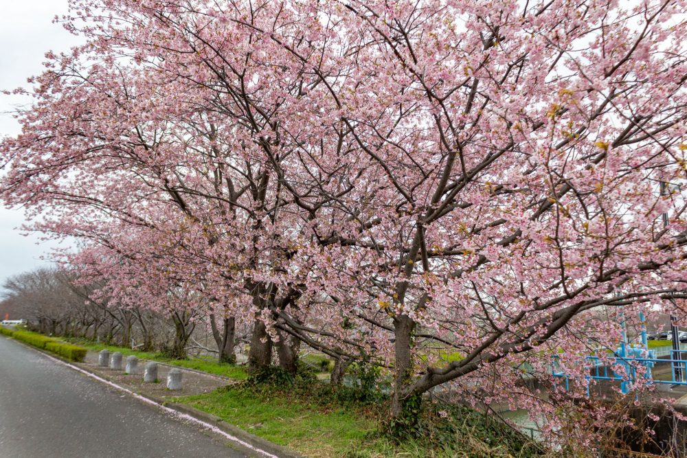 桜ネックレス、河津桜、3月の春の花、愛知県稲沢市の観光・撮影スポットの名所