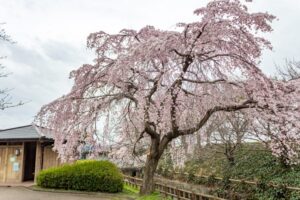 桜ネックレス、しだれ桜、3月の春の花、愛知県稲沢市の観光・撮影スポットの名所