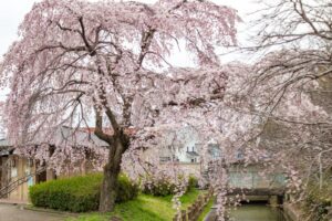 桜ネックレス、しだれ桜、3月の春の花、愛知県稲沢市の観光・撮影スポットの名所