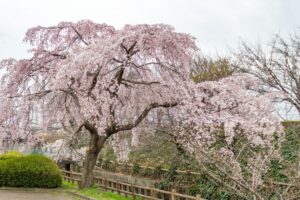 桜ネックレス、しだれ桜、3月の春の花、愛知県稲沢市の観光・撮影スポットの名所