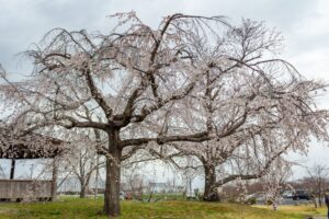 桜ネックレス、しだれ桜、3月の春の花、愛知県稲沢市の観光・撮影スポットの名所