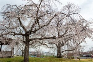 桜ネックレス、しだれ桜、3月の春の花、愛知県稲沢市の観光・撮影スポットの名所