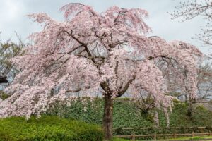 桜ネックレス、しだれ桜、3月の春の花、愛知県稲沢市の観光・撮影スポットの名所