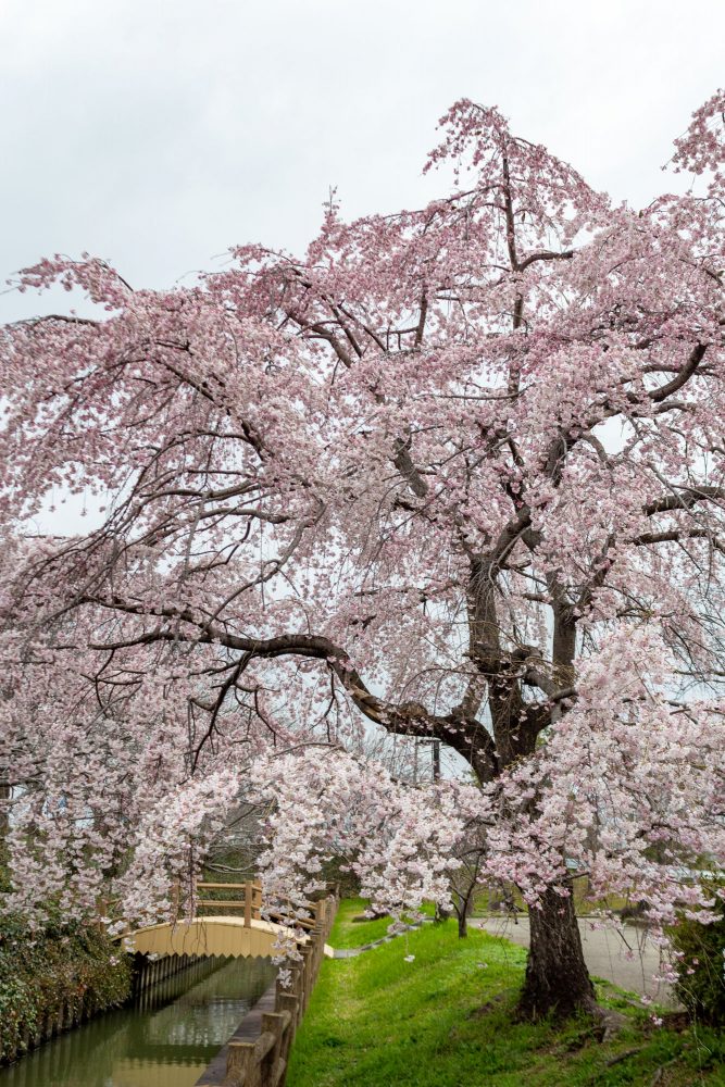 桜ネックレス、しだれ桜、3月の春の花、愛知県稲沢市の観光・撮影スポットの名所