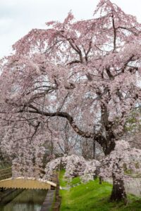 桜ネックレス、しだれ桜、3月の春の花、愛知県稲沢市の観光・撮影スポットの名所