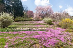 芝桜の里、しだれ桜、4月春の花、岐阜県中津川市の観光・撮影スポットの名所