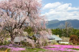 芝桜の里、しだれ桜、4月春の花、岐阜県中津川市の観光・撮影スポットの名所