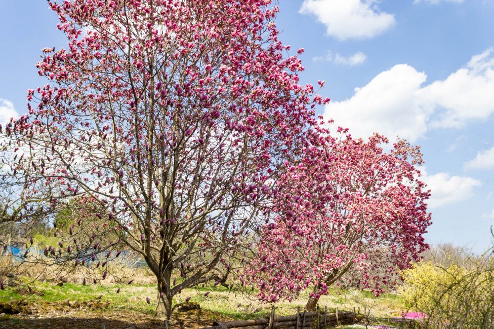 芝桜の里、モクレン、4月春の花、岐阜県中津川市の観光・撮影スポットの名所