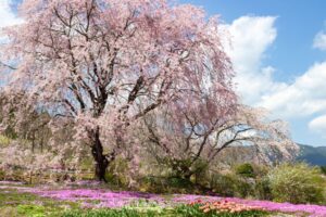 芝桜の里、しだれ桜、4月春の花、岐阜県中津川市の観光・撮影スポットの名所