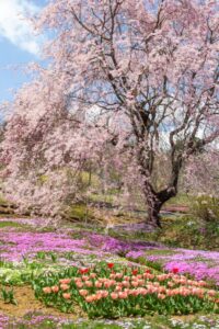 芝桜の里、しだれ桜、4月春の花、岐阜県中津川市の観光・撮影スポットの名所