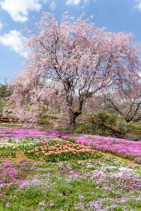 芝桜の里、しだれ桜、4月春の花、岐阜県中津川市の観光・撮影スポットの名所