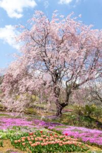 芝桜の里、しだれ桜、4月春の花、岐阜県中津川市の観光・撮影スポットの名所