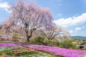 芝桜の里、しだれ桜、4月春の花、岐阜県中津川市の観光・撮影スポットの名所