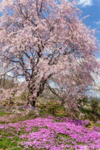 芝桜の里、しだれ桜、4月春の花、岐阜県中津川市の観光・撮影スポットの名所