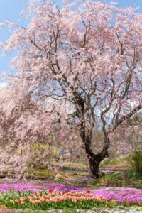 芝桜の里、しだれ桜、4月春の花、岐阜県中津川市の観光・撮影スポットの名所