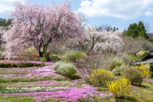 芝桜の里、しだれ桜、4月春の花、岐阜県中津川市の観光・撮影スポットの名所