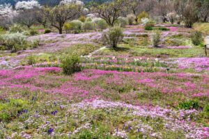 芝桜の里、4月春の花、岐阜県中津川市の観光・撮影スポットの名所